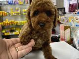 RED BROWN TOY POODLE YAVRUMUZ