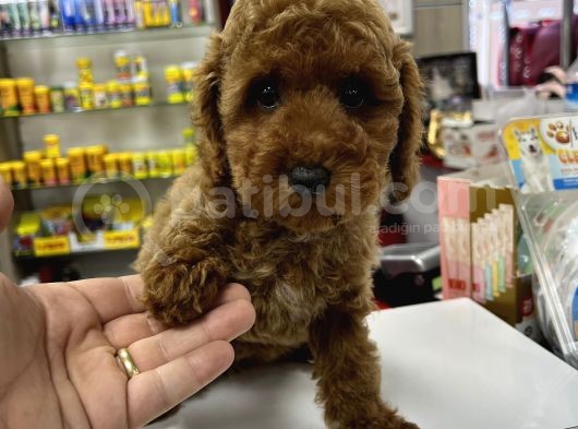 Red Brown Toy Poodle Yavrumuz
