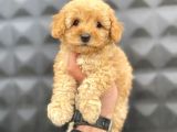 Apricot Toy Poodle