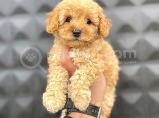 Apricot Toy Poodle görsel