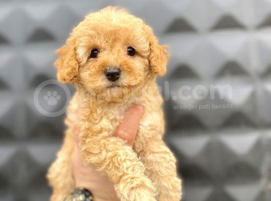Apricot Toy Poodle