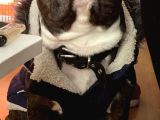2 Yas French Bulldog Oğlumuza Eş Arıyoruz