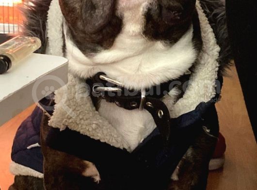 2 Yas French Bulldog Oğlumuza Eş Arıyoruz görsel