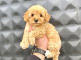 Apricot Toy Poodle