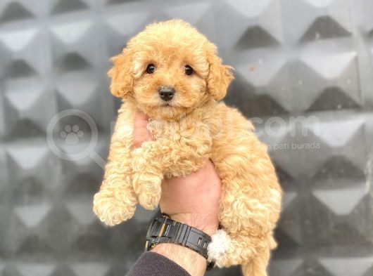 Apricot Toy Poodle görsel