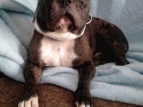 2 Yas French Bulldog Oğlumuza Eş Arıyoruz