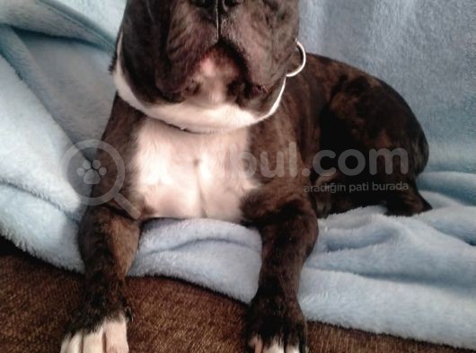 2 Yas French Bulldog Oğlumuza Eş Arıyoruz görsel