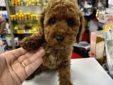 Red Brown Toy Poodle Yavrumuz
