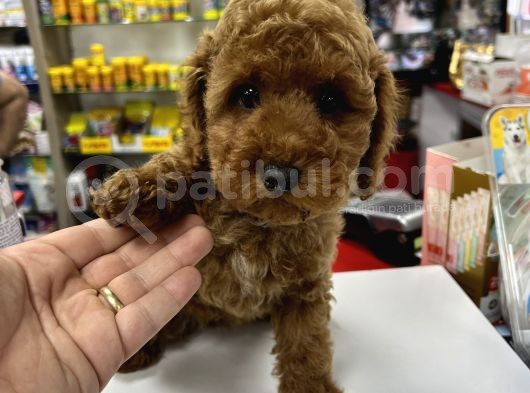 Red Brown Toy Poodle Yavrumuz görsel
