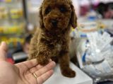 Red Brown Toy Poodle Yavrumuz