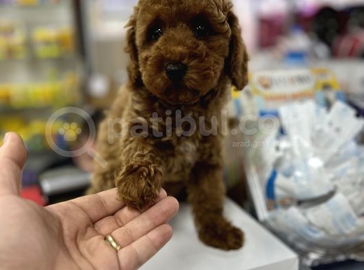 Red Brown Toy Poodle Yavrumuz görsel