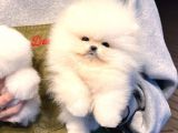EN İYİ GÖRSEL BOO YAVRULAR