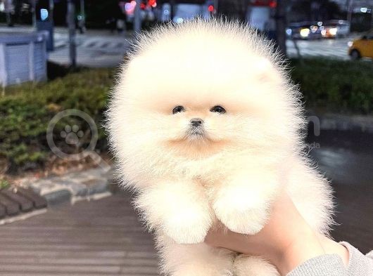 En İyi̇ Görsel Boo Yavrular görsel