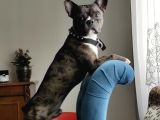 2 yas French Bulldog oğlumuza eş arıyoruz