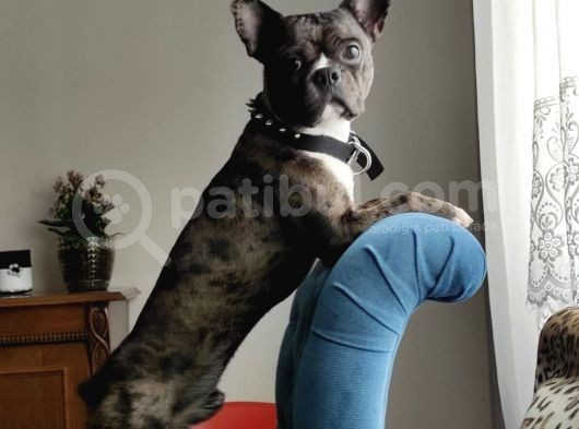 2 Yas French Bulldog Oğlumuza Eş Arıyoruz