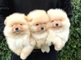 POMERİAN BOO TEDDY BEAR
