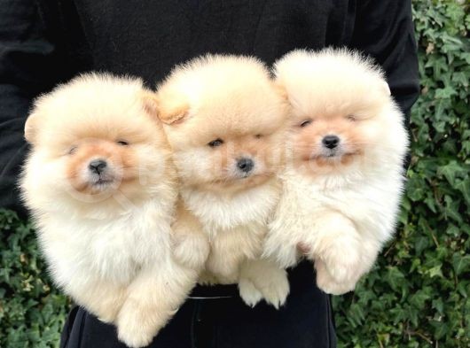 Pomeri̇an Boo Teddy Bear