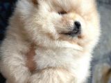 Pomeri̇an Boo Teddy Bear