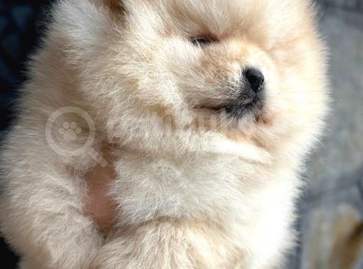 Pomeri̇an Boo Teddy Bear görsel