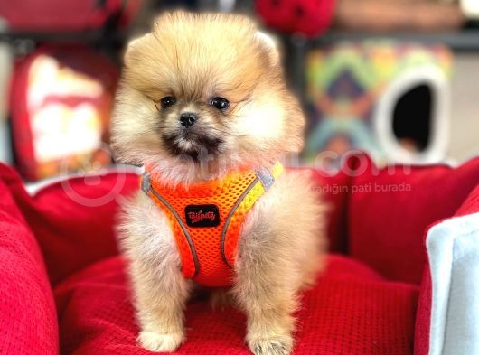 Pomeri̇an Boo Teddy Bear görsel
