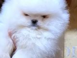 Pomeri̇an Boo Teddy Bear