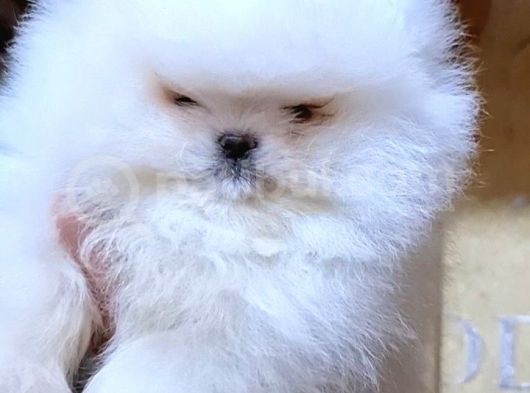 Pomeri̇an Boo Teddy Bear görsel