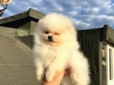 Safkan Pomeranian Boo Yavrularımız