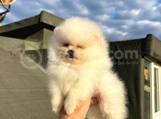 Safkan Pomeranian Boo Yavrularımız görsel