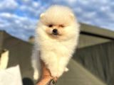 Safkan Pomeranian Boo Yavrularımız