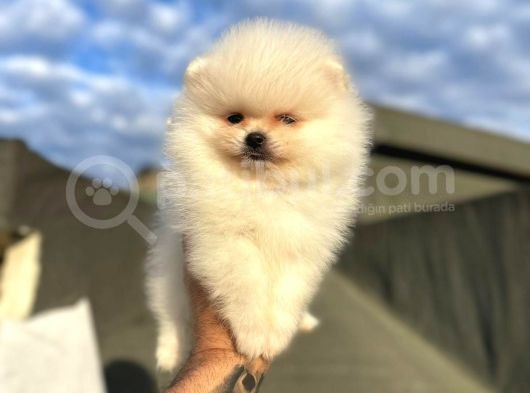 Safkan Pomeranian Boo Yavrularımız görsel