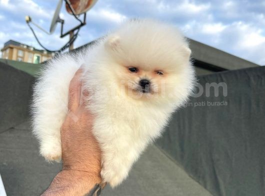 Safkan Pomeranian Boo Yavrularımız