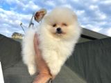Safkan Pomeranian Boo Yavrularımız
