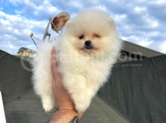 Safkan Pomeranian Boo Yavrularımız görsel