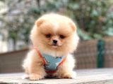 Pomeri̇an Boo Teddy Bear