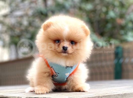 Pomeri̇an Boo Teddy Bear görsel