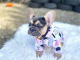 LİLACTAN DİŞİ MUHTEŞEM GÜZELLİKTE FRENCH BULLDOG