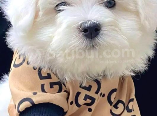 Evinizin Neşesi, Karbeyaz Sıfır Numara Maltese Yavrularımız görsel