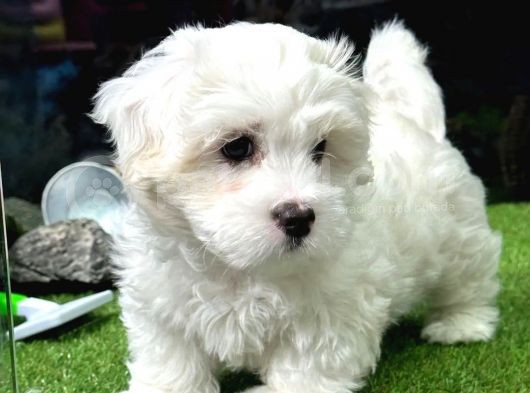 Safkan Maltese Bebeklerimiz
