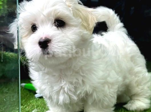 Safkan Maltese Bebeklerimiz görsel