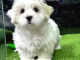 Safkan Maltese Bebeklerimiz