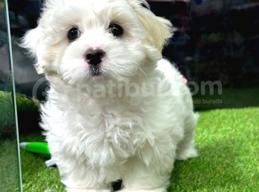 Safkan Maltese Bebeklerimiz görsel