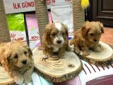 ORJİNAL MALTİPO BEBEKLERİMİZ