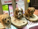 Orji̇nal Malti̇po Bebekleri̇mi̇z