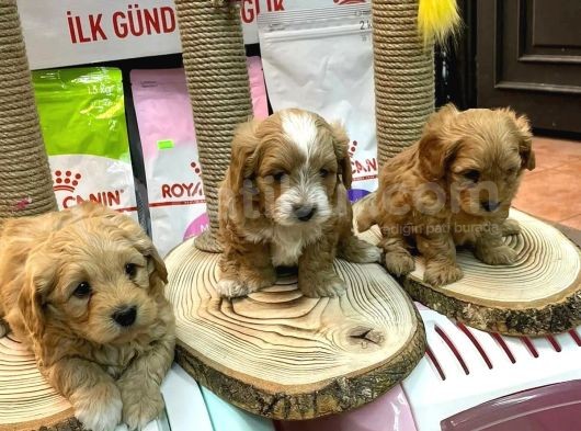 Orji̇nal Malti̇po Bebekleri̇mi̇z görsel
