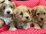 Orji̇nal Malti̇po Bebekleri̇mi̇z