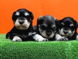 Resmi̇ Üreti̇ci̇den Mi̇nyatür Schnauzer Yavrular
