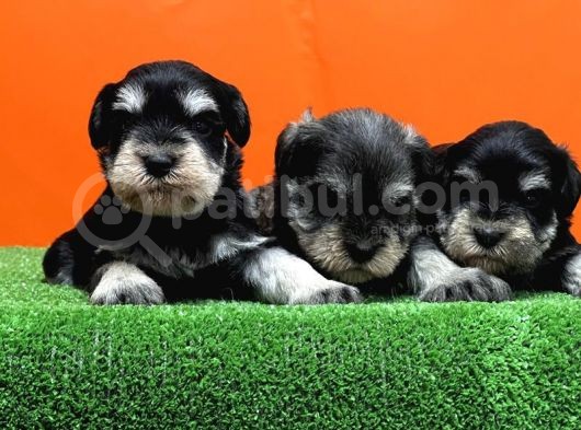 Resmi̇ Üreti̇ci̇den Mi̇nyatür Schnauzer Yavrular görsel