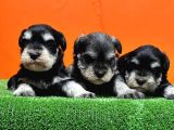 Resmi̇ Üreti̇ci̇den Mi̇nyatür Schnauzer Yavrular