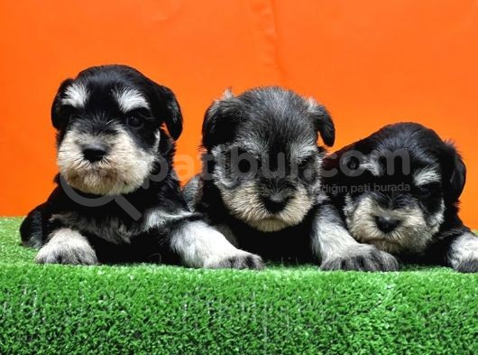 Resmi̇ Üreti̇ci̇den Mi̇nyatür Schnauzer Yavrular görsel