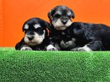 Resmi̇ Üreti̇ci̇den Mi̇nyatür Schnauzer Yavrular